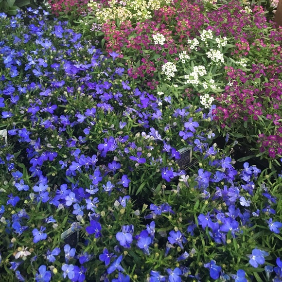 Meet your Posher - Picture 1 of 1